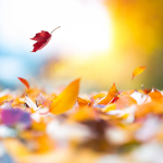 无锡初二语文一对一辅导