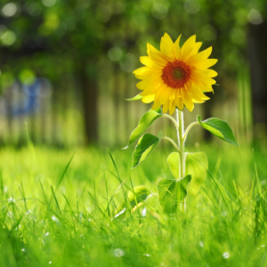 无锡高三语文辅导班