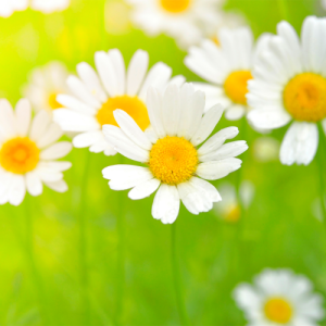 无锡高三语文一对一辅导