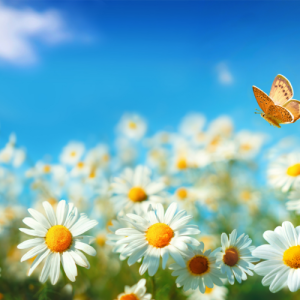 无锡初三语文一对一辅导